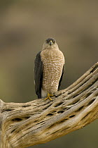 Cooper's Hawk (Accipiter cooperii) on Saguaro husk, Green Valley, Arizona