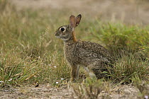 Eastern Cottontail Rabbit (Sylvilagus floridanus), Texas