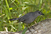 Gray Catbird (Dumetella carolinensis), Rio Grande Valley, Texas