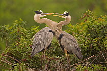 Great Blue Heron (Ardea herodias) pair interacting on nest in mangroves, Venice, Florida