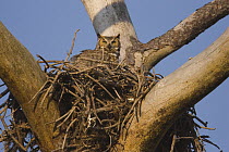 Great Horned Owl (Bubo virginianus) on nest, Florida