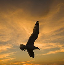 Mew Gull (Larus canus) silhouetted at sunset in La Jolla, California