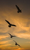 Mew Gull (Larus canus) group silhouetted at sunset in La Jolla, California
