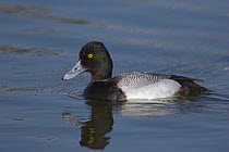 Lesser Scaup (Aythya affinis) male, North America