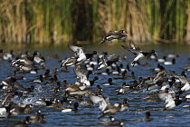 Lesser Scaup (Aythya affinis) flock taking off from lake, North America