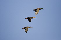Mallard (Anas platyrhynchos) male and two females flying, Arizona