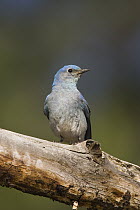 Mountain Bluebird (Sialia currucoides), White Mountains, Arizona