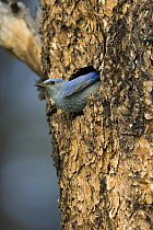 Mountain Bluebird (Sialia currucoides) at nest entrance, White Mountains, Arizona
