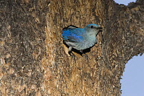 Mountain Bluebird (Sialia currucoides) adult at nest entrance, White Mountains, Arizona