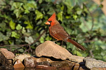 Northern Cardinal (Cardinalis cardinalis) male, Santa Rita Mountains, Arizona