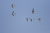 Northern Shoveler (Anas clypeata) flock of six birds flying, Tucson, Arizona