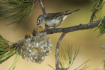 Plumbeous Vireo (Vireo plumbeus) parent feeding chicks in nest, White Mountains, Arizona