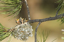 Plumbeous Vireo (Vireo plumbeus) begging in nest, White Mountains, Arizona
