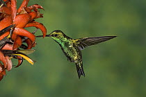 Western Emerald (Chlorostilbon melanorhynchus) hummingbird feeding on flower, Andes, Ecuador