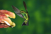 Western Emerald (Chlorostilbon melanorhynchus) hummingbird feeding on flower, Andes, Ecuador