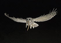 Western Screech Owl (Megascops kennicottii) flying with snake prey, Green Valley, Arizona