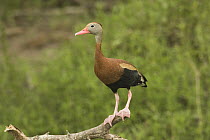 Black-bellied Whistling Duck (Dendrocygna autumnalis), Rio Grande Valley, Texas