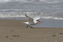Caspian Tern (Hydroprogne caspia) taking flight, South Padre Island, Texas