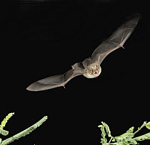 Cave Myotis (Myotis velifer) a nectar feeding bat