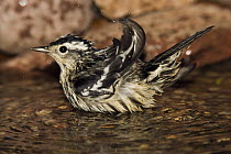 Black-and-white Warbler (Mniotilta varia) bathing, Rio Grande Valley, Texas