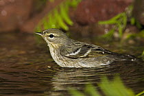 Blackpoll Warbler (Setophaga striata) female bathing, Rio Grande Valley, Texas