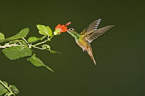 Buff-bellied Hummingbird (Amazilia yucatanensis) male feeding, Rio Grande Valley, Texas