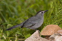 Gray Catbird (Dumetella carolinensis), Rio Grande Valley, Texas