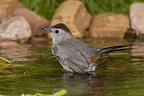 Gray Catbird (Dumetella carolinensis) bathing, Rio Grande Valley, Texas