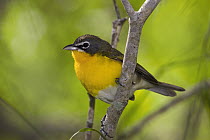 Yellow-breasted Chat (Icteria virens), Rio Grande Valley, Texas