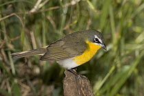 Yellow-breasted Chat (Icteria virens) male, Rio Grande Valley, Texas