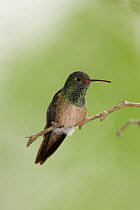 Buff-bellied Hummingbird (Amazilia yucatanensis), Rio Grande Valley, Texas