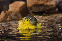 Nashville Warbler (Oreothlypis ruficapilla) bathing, Rio Grande Valley, Texas