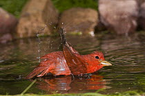 Summer Tanager (Piranga rubra) male bathing, Rio Grande Valley, Texas