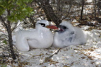 White-tailed Tropicbird (Phaethon lepturus) mother and chick, Rio Grande Valley, Texas