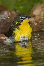 Yellow-breasted Chat (Icteria virens) bathing, Rio Grande Valley, Texas