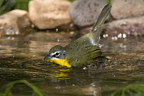 Yellow-breasted Chat (Icteria virens) male bathing, Rio Grande Valley, Texas
