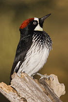 Acorn Woodpecker (Melanerpes formicivorus) male, Madera Canyon, Arizona
