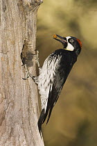 Acorn Woodpecker (Melanerpes formicivorus) female bringing food to nest cavity, Madera Canyon, Arizona