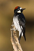 Acorn Woodpecker (Melanerpes formicivorus) female, Madera Canyon, Arizona