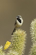 Black-throated Sparrow (Amphispiza bilineata) on cactus, Santa Rita Mountains, Arizona