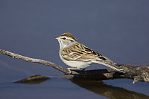Chipping Sparrow (Spizella passerina), Santa Rita Mountains, Arizona