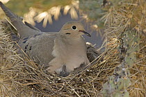 Mourning Dove (Zenaida macroura) female brooding chicks on nest, Santa Rita Mountains, Arizona