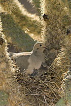Mourning Dove (Zenaida macroura) female brooding chicks on nest, Santa Rita Mountains, Arizona