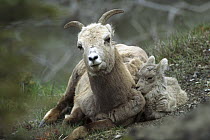 Bighorn Sheep (Ovis canadensis) mother and baby resting together, Rocky Mountains, North America