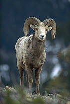 Bighorn Sheep (Ovis canadensis) portrait of resting male, Rocky Mountains, North America
