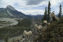 Bighorn Sheep (Ovis canadensis) herd on mountain slope, Rocky Mountains, North America