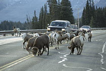 Bighorn Sheep (Ovis canadensis) herd blocking traffic and licking salt off of highway, Rocky Mountains, North America