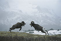 Bighorn Sheep (Ovis canadensis) males butting heads to compete for females, Rocky Mountains, North America