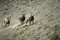 Bighorn Sheep (Ovis canadensis) males chasing after female, Rocky Mountains, North America