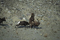 Bighorn Sheep (Ovis canadensis) male mating with female while two other males compete with him, Rocky Mountains, North America
